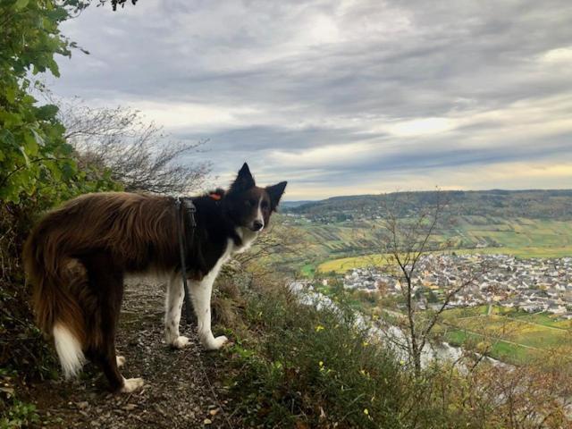 Biggi Appartement Trittenheim Buitenkant foto